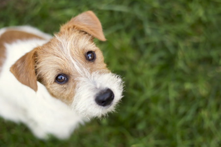 A leishmaniose canina é uma doença endémica na Península Ibérica