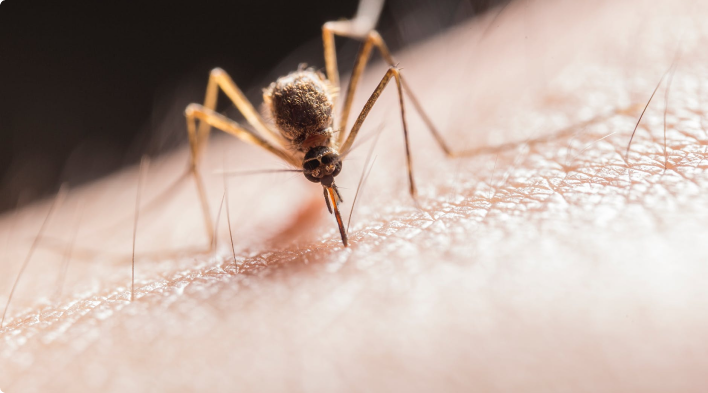 mosquito leishmaniosis