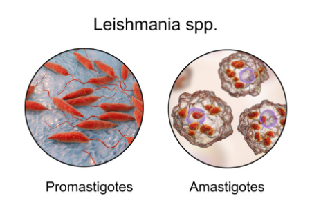 leishmaniosis en perros