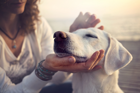 <b>O que devo esperar se tiver um cão com leishmaniose?</b>