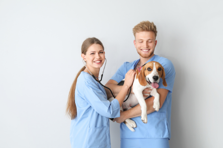 cão ao veterinário