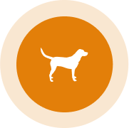 La leishmaniosis canina es una enfermedad endémica