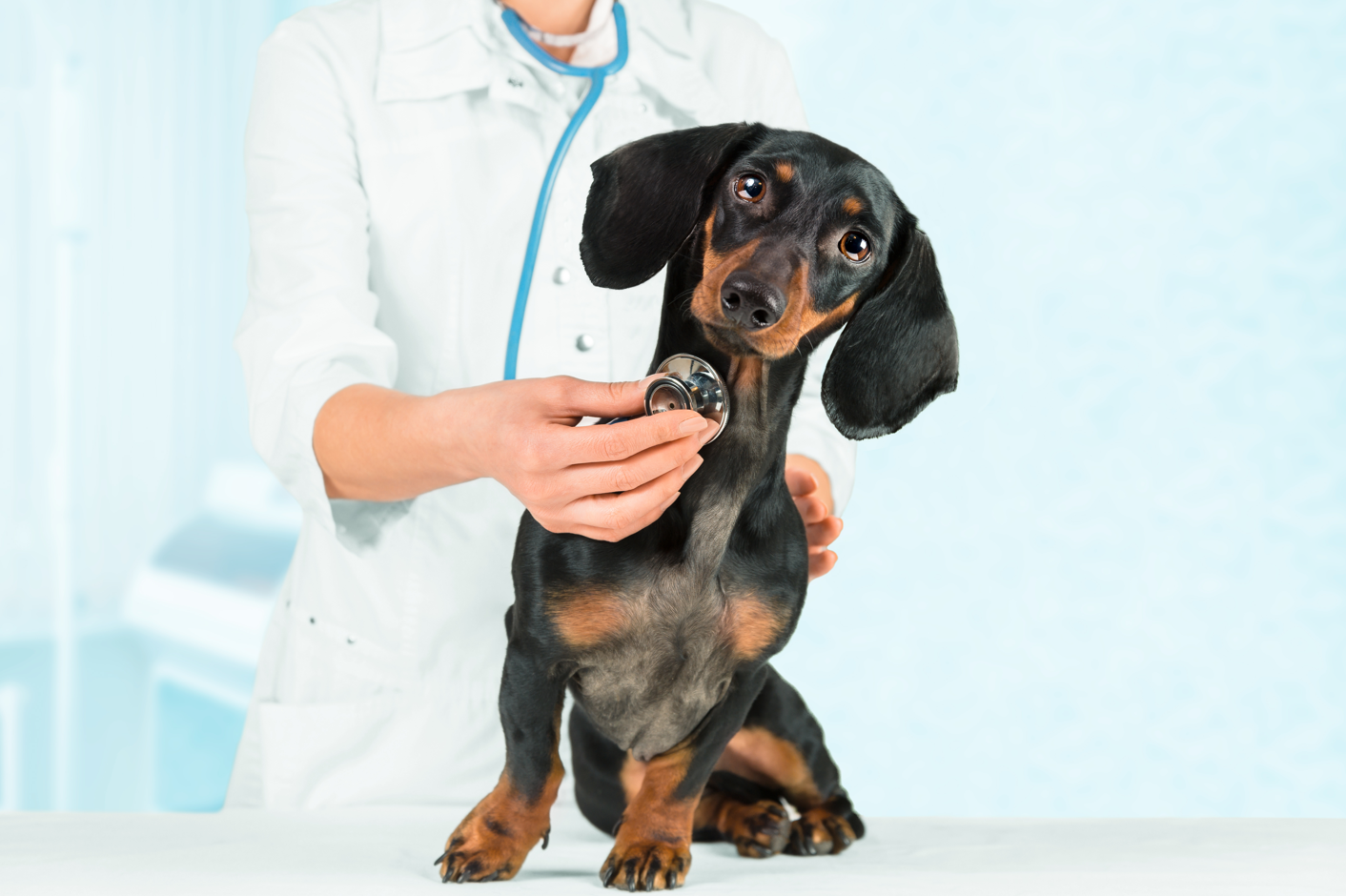 ¿Cuántas y qué vacunas debo ponerle a mi perro?