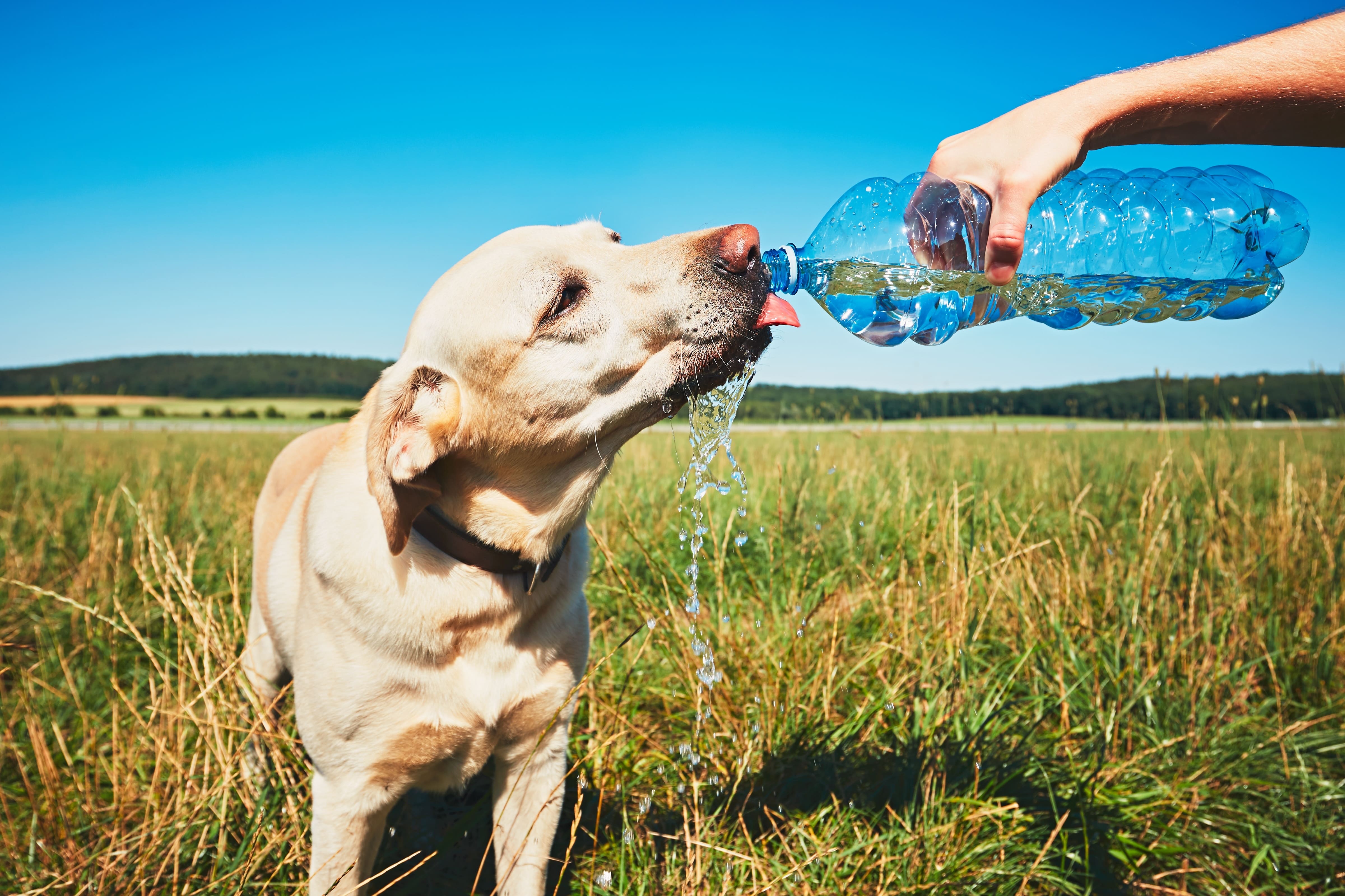 Consejos para cuidar a tu perro este verano