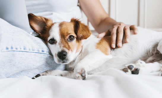 Prevención de la leishmaniosis canina