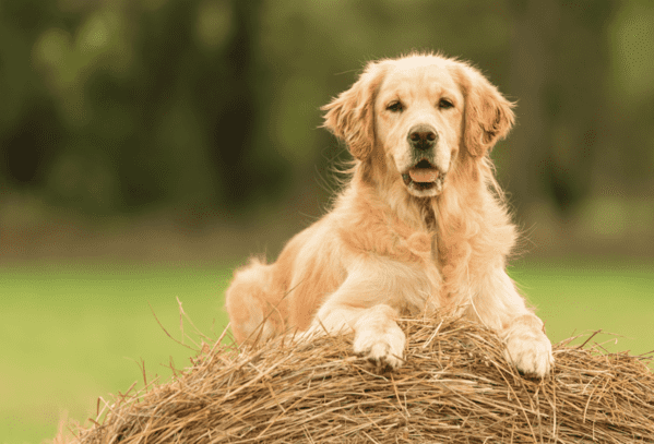 Medidas de control para prevenir la leishmaniosis canina