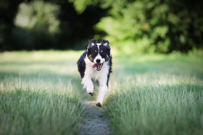 Pipetas antiparasitarias para perros ¿suficiente para evitar las picaduras?