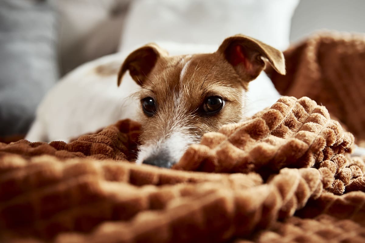 Leishmaniose cutânea em cães: como se manifesta?