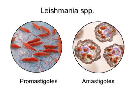 Leishmania1