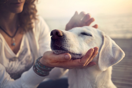 O que devo esperar se tiver um cão com leishmaniose?