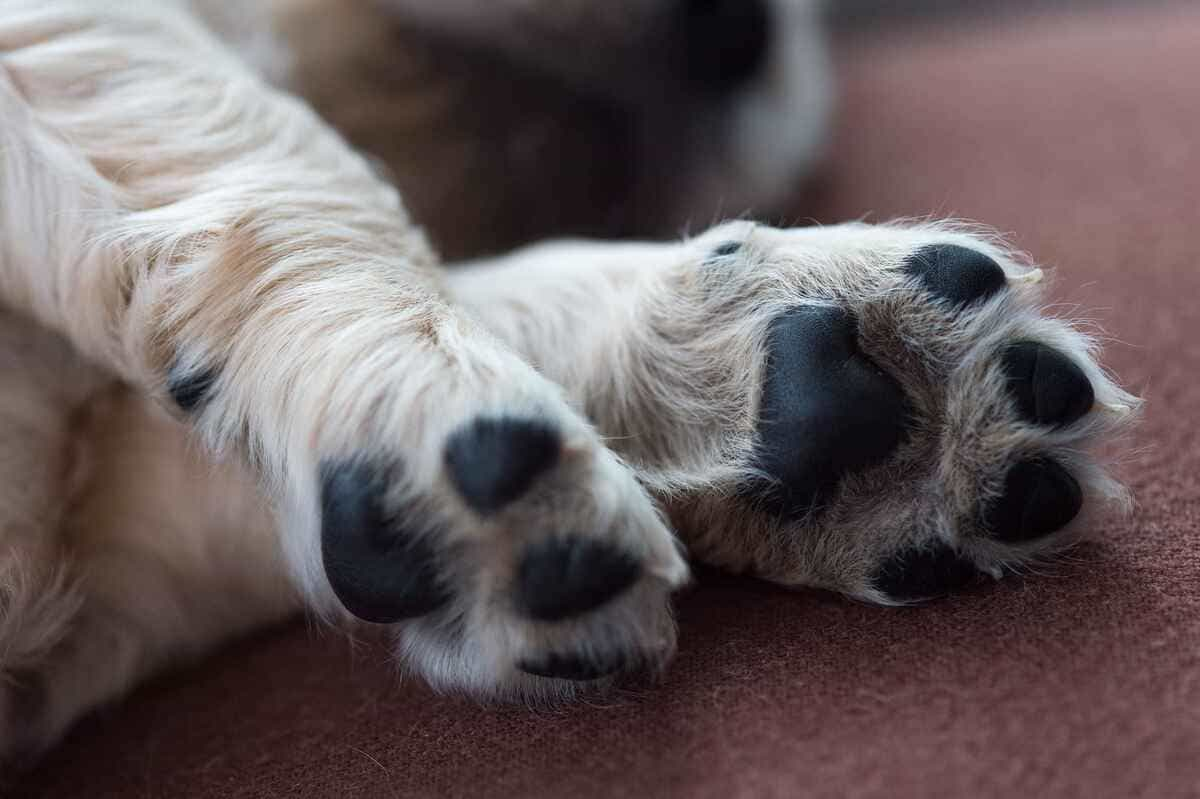 Como cuidar das patas do seu cão