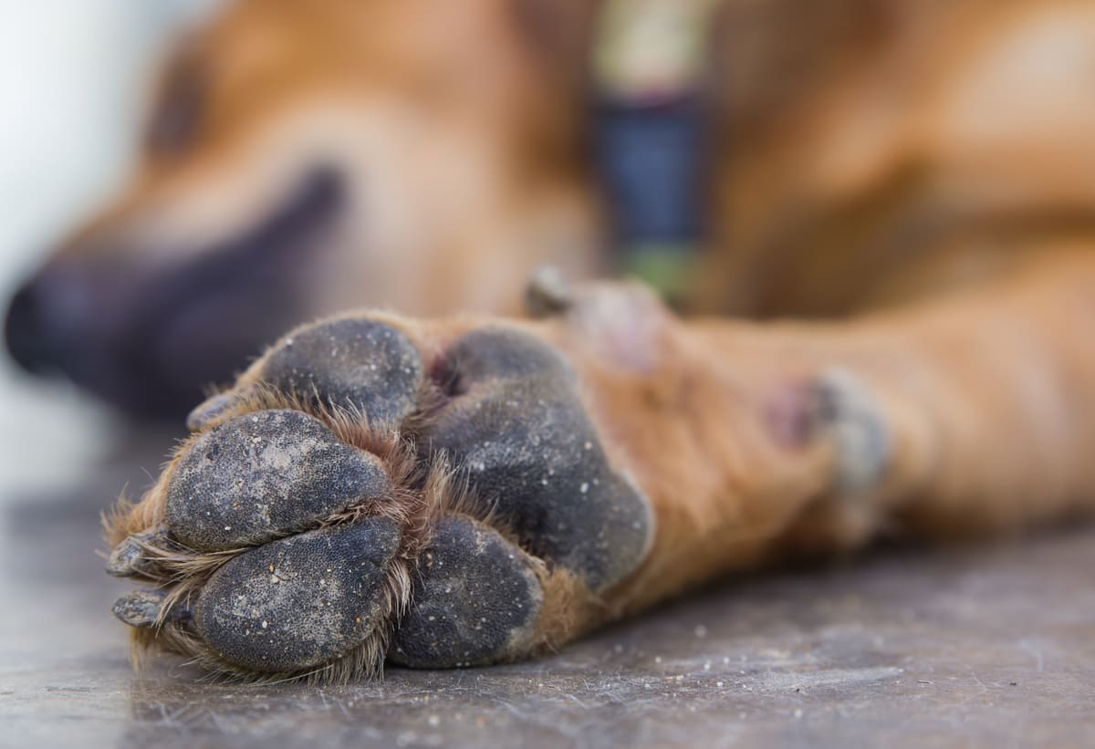 Lesões nas patinhas dos cães