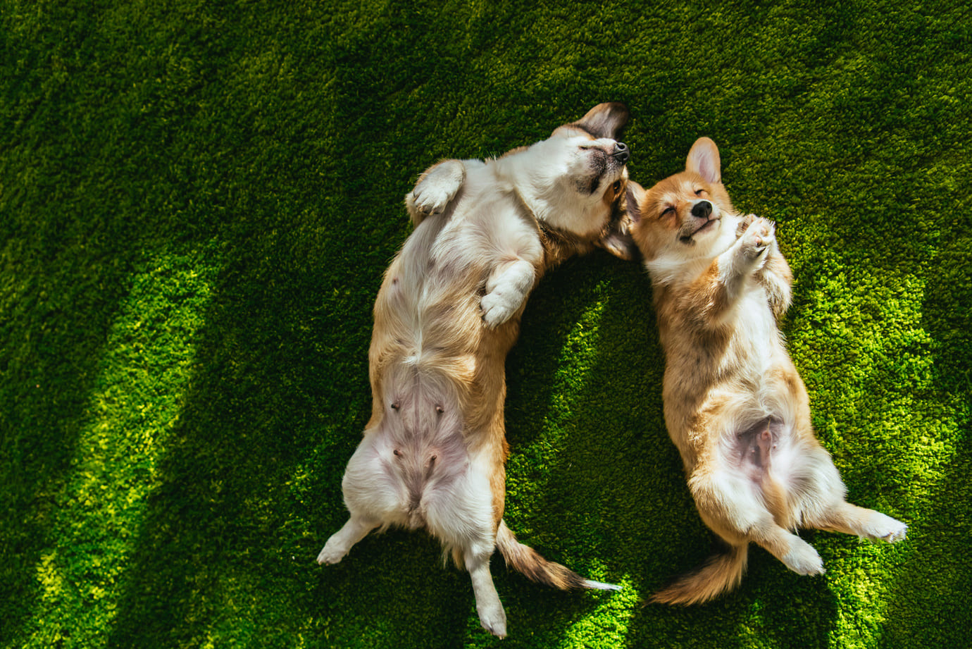 Dicas importantes para a socialização dos cães
