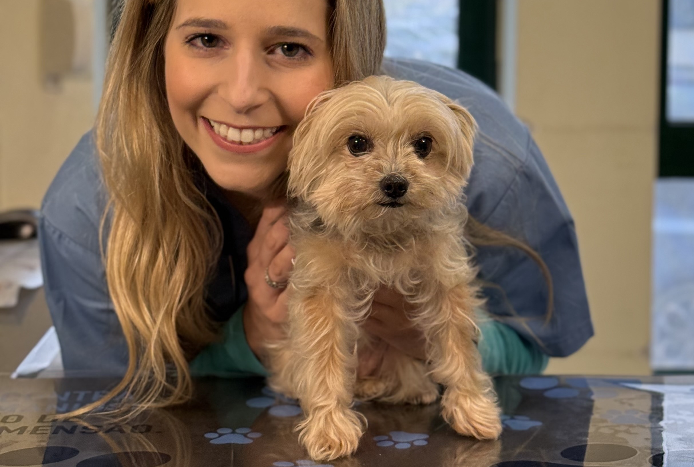 ¿Qué es la leishmaniosis? ¿Y cómo debes proteger a tu perro?