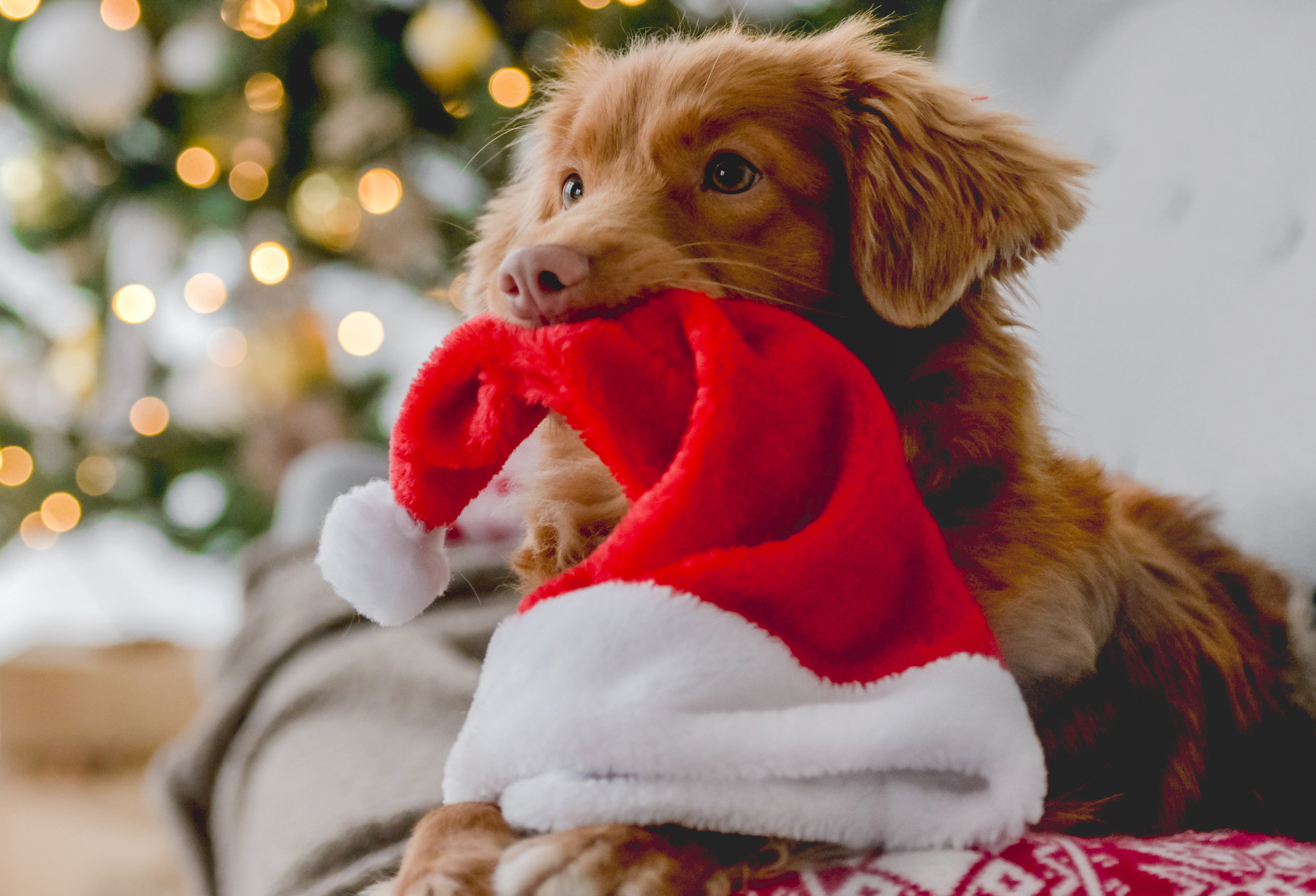 Navidad canina: Cómo pasar unas felices (y seguras) fiestas con tu perro 