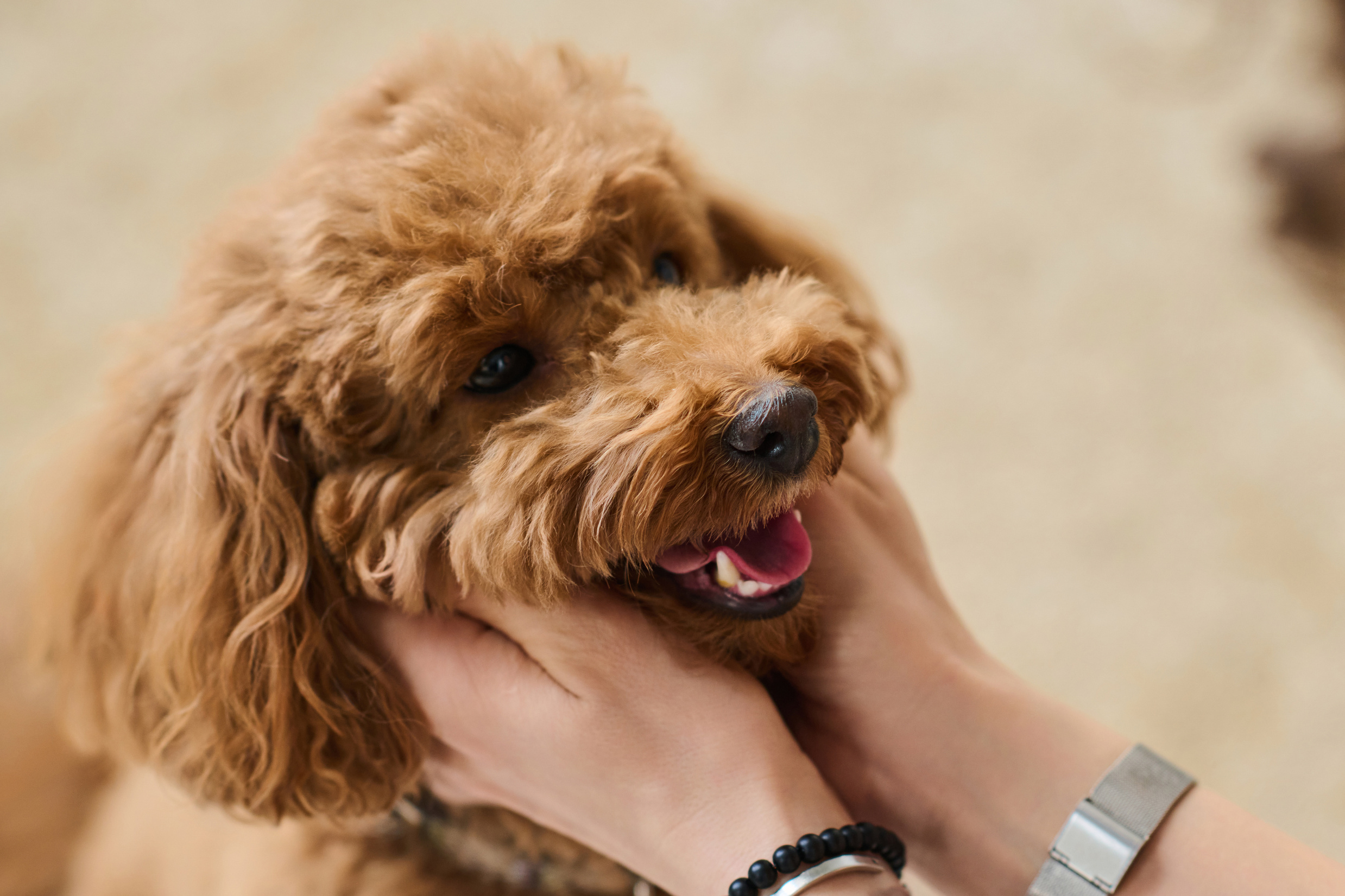 Guía de lenguaje corporal canino: aprende a entender a tu perro