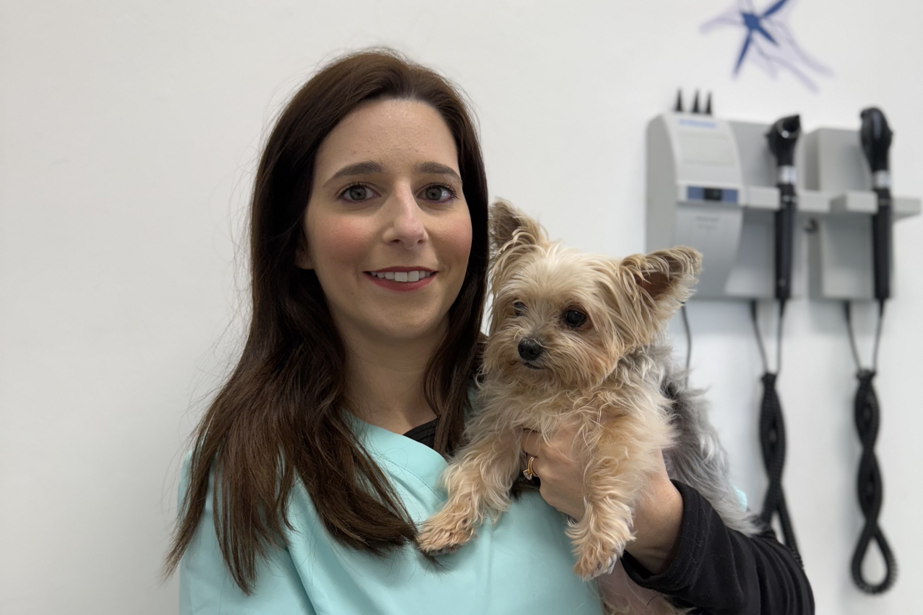 Como proteger a sua casa contra os flebótomos: