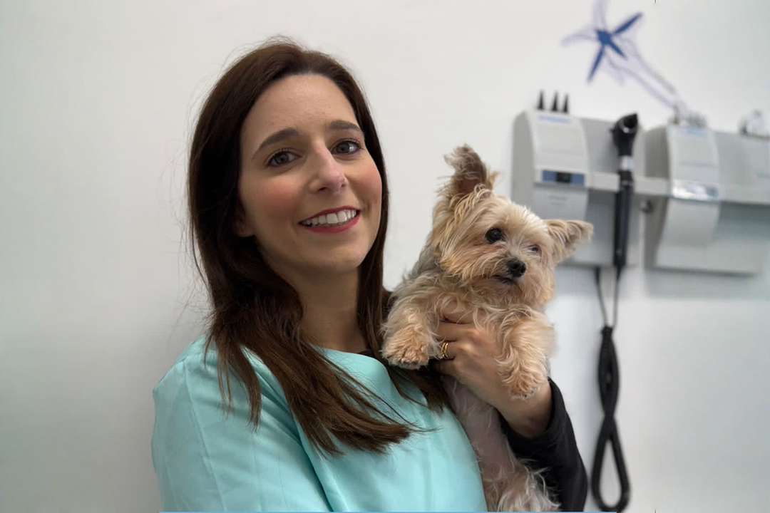 Nutrição canina e imunidade: como apoiar as defesas do seu cão contra a leishmaniose 