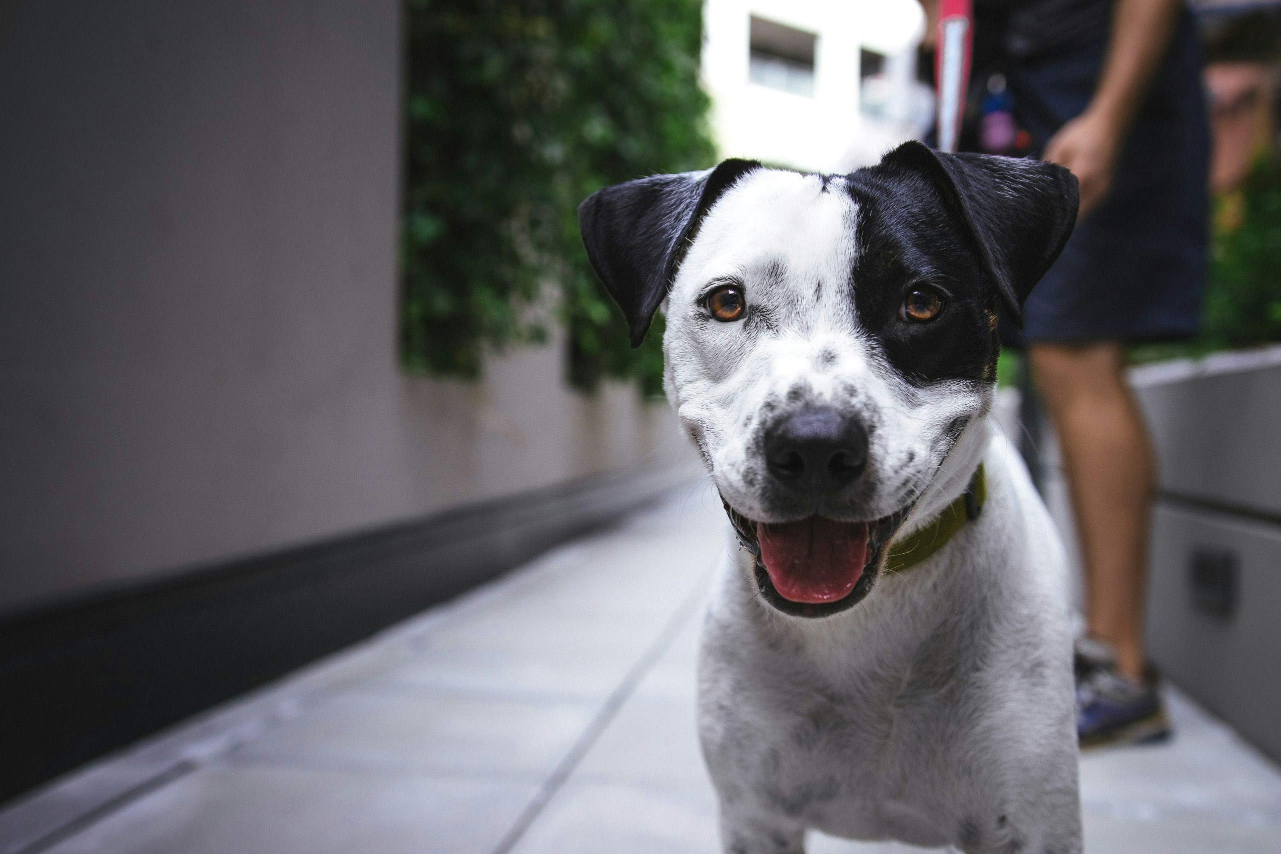 O teu cão tem medo de ir ao veterinário?