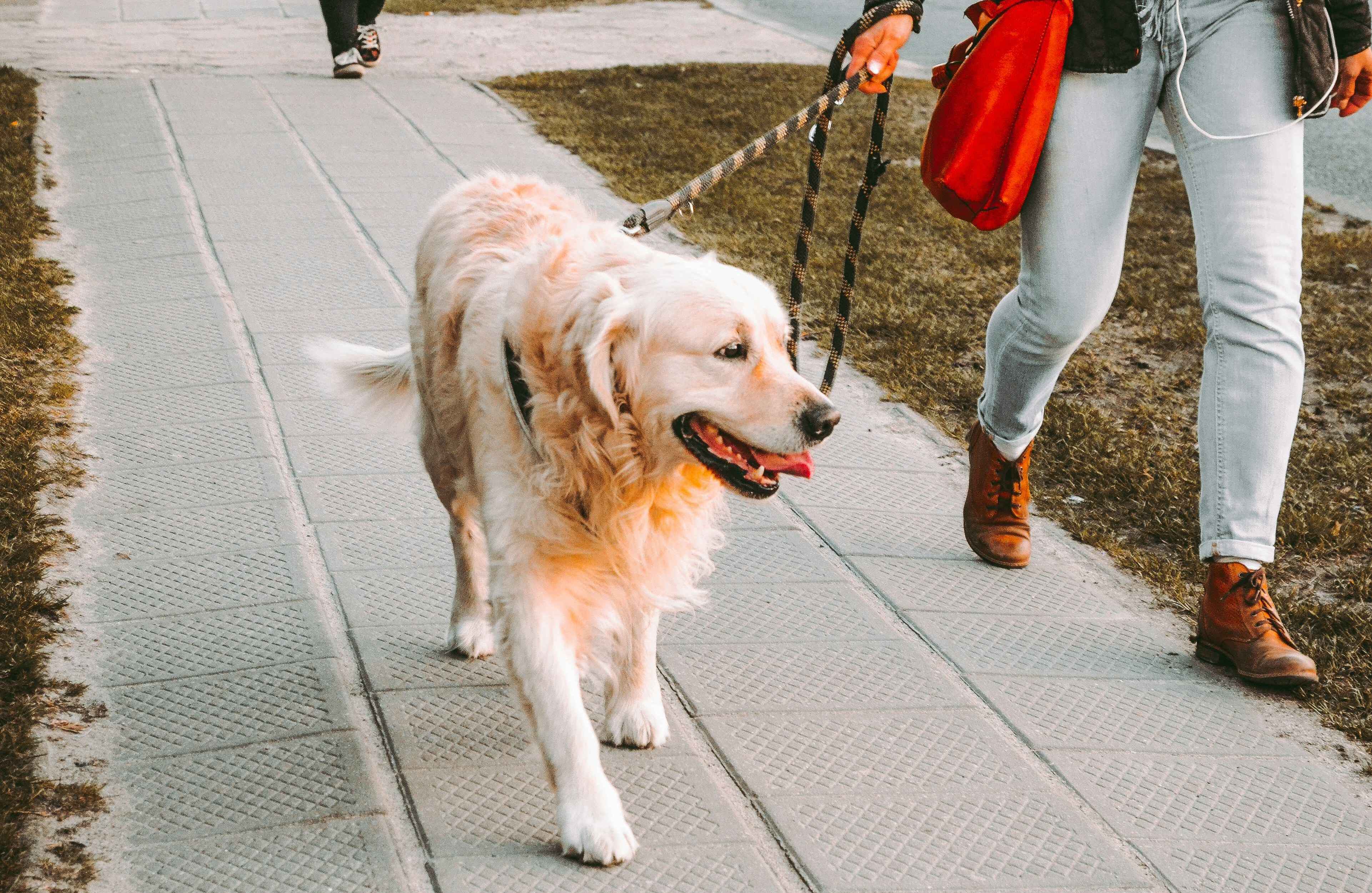 ¿Cómo hacer que tu perro no tire de la correa? Guía definitiva para enseñar a tu perro a no tirar de la correa durante los paseos 