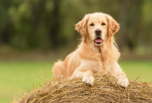 Medidas de control para prevenir la Leishmaniosis canina