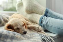 Las enfermedades parasitarias más comunes en perros