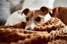 Leishmaniosis cutánea en perros: ¿cómo se manifiesta? 