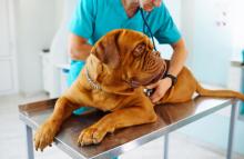 Cómo hacer a tu perro el test de leishmaniosis 