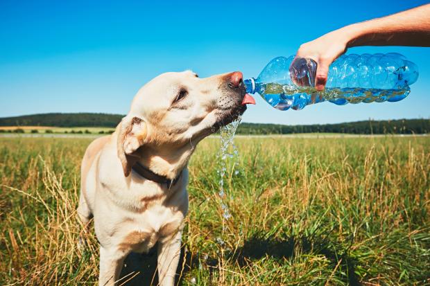 Consejos para cuidar a tu perro este verano