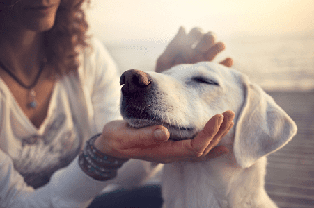 ¿Qué debo hacer si mi perro tiene leishmaniosis?