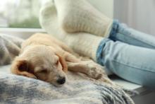 Los casos de parásitos en perros más comunes