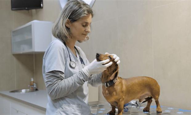 Consejos de la veterinaria Mireia Balliu sobre la leishmaniosis