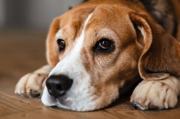 Manifestaciones dermatológicas de la leishmaniosis canina 