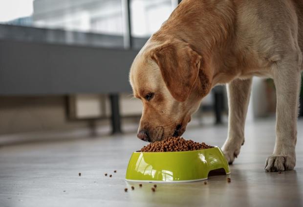 ¿Cómo alimentar a tu perro?