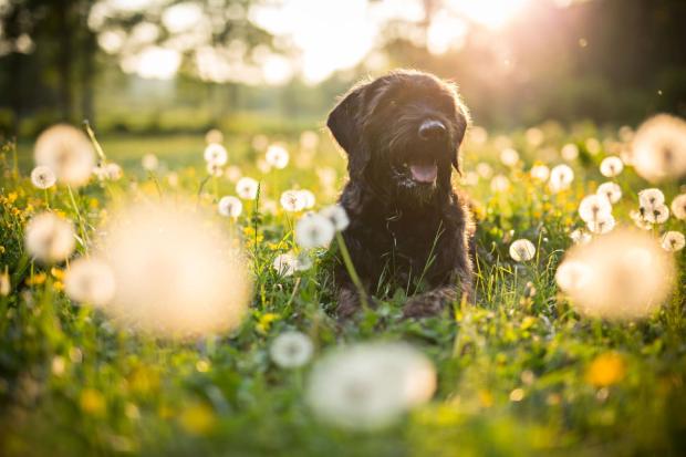 Conselhos para proteger o seu cão nesta primavera