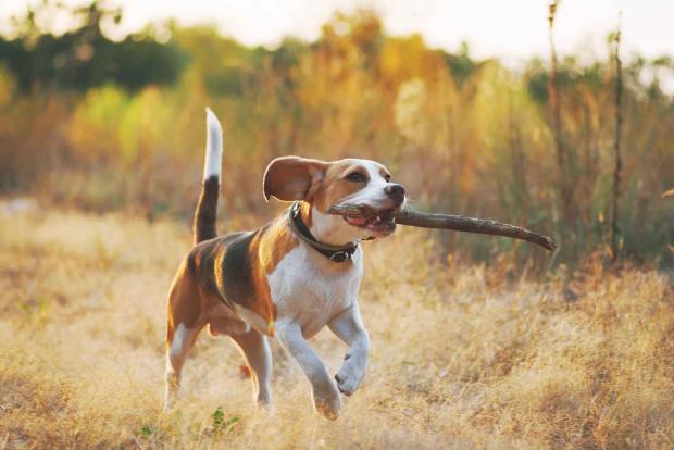 Como funciona o seguro para cães