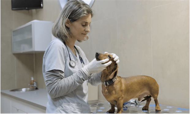 Conselhos da veterinária Mireia Balliu sobre a leishmaniose