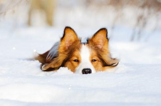 O meu cão pode contrair leishmaniose no inverno? 