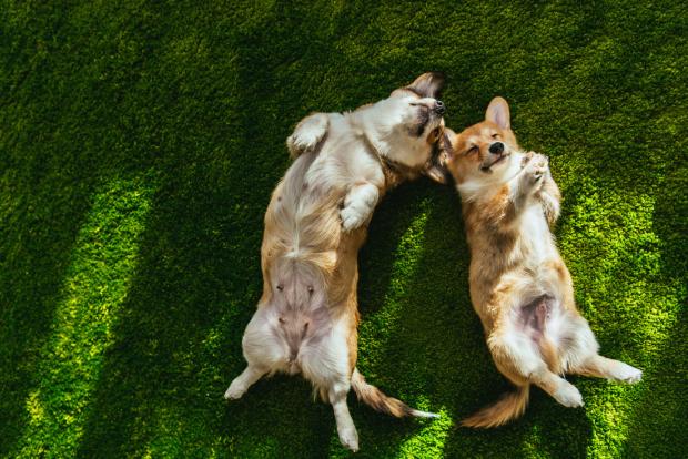 Dicas importantes para a socialização dos cães