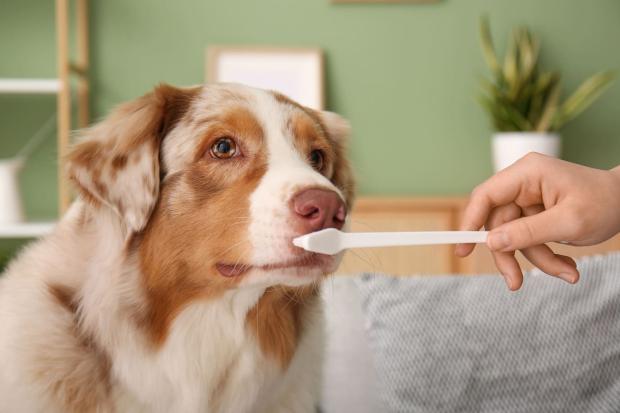 Periodontite em cães: tudo o que precisa de saber