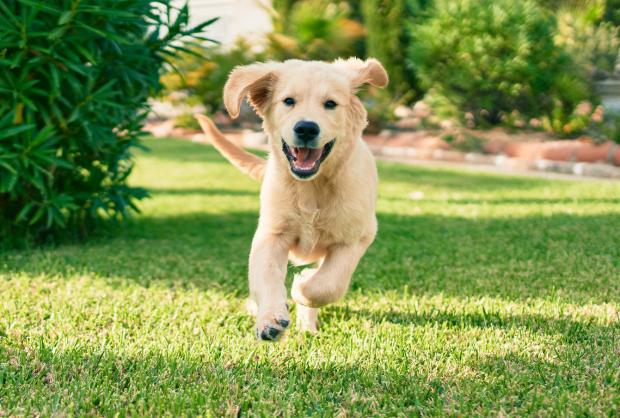 Leishmaniose canina: a ameaça invisível