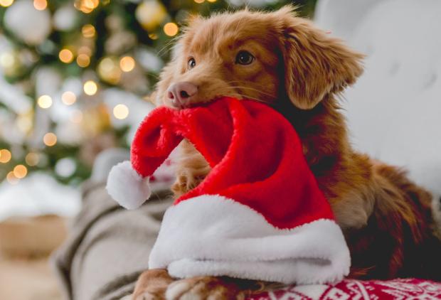Navidad canina: Cómo pasar unas felices (y seguras) fiestas con tu perro 