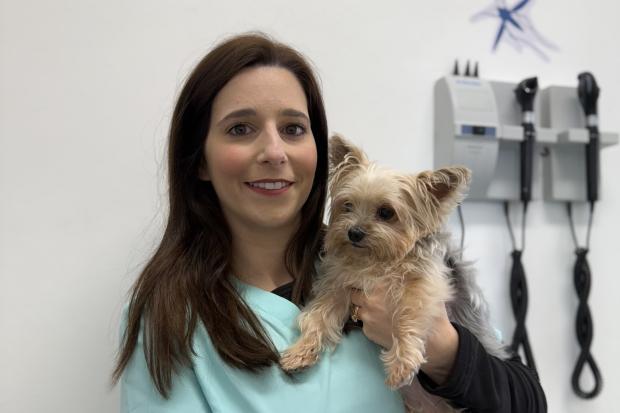 Cómo proteger tu hogar contra los flebotomos: