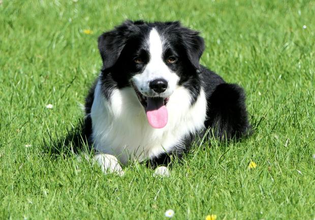 Leishmaniosis y prurito: Diferenciación y manejo en perros con sintomatología pruriginosa