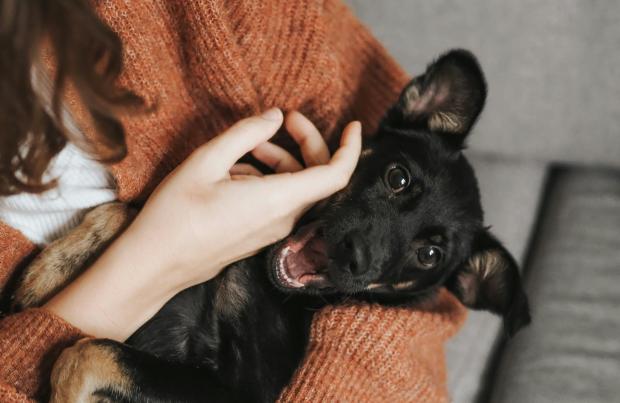 O que o seu cão está a tentar dizer-lhe: linguagem e postura corporal 