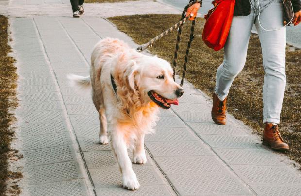¿Cómo hacer que tu perro no tire de la correa? Guía definitiva para enseñar a tu perro a no tirar de la correa durante los paseos 